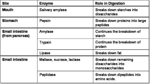 Human Digestive Enzymes Chart